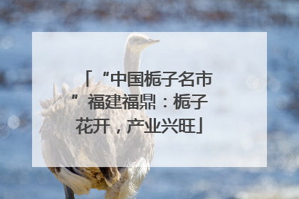 “中国栀子名市”福建福鼎：栀子花开，产业兴旺