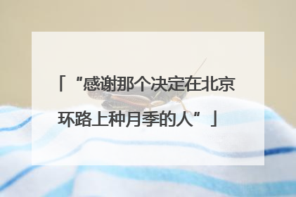 “感谢那个决定在北京环路上种月季的人”