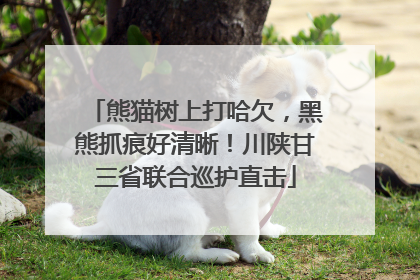 熊猫树上打哈欠，黑熊抓痕好清晰！川陕甘三省联合巡护直击