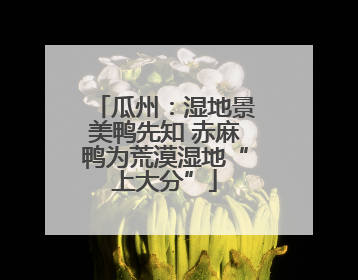 瓜州：湿地景美鸭先知 赤麻鸭为荒漠湿地“上大分”