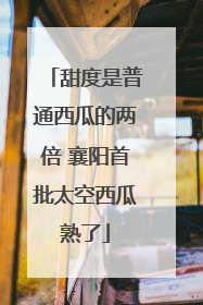 甜度是普通西瓜的两倍 襄阳首批太空西瓜熟了