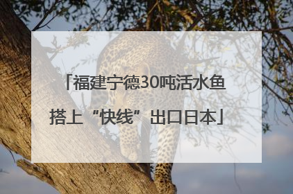 福建宁德30吨活水鱼搭上“快线”出口日本