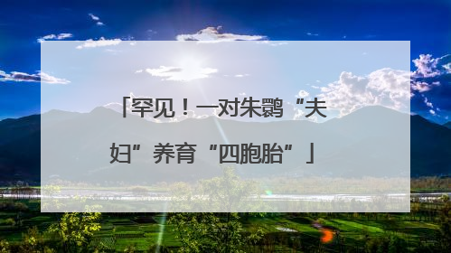 罕见！一对朱鹮“夫妇”养育“四胞胎”
