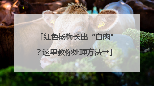 红色杨梅长出“白肉”？这里教你处理方法→