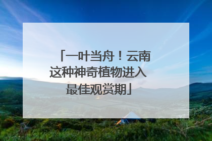 一叶当舟！云南这种神奇植物进入最佳观赏期