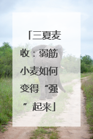 三夏麦收：弱筋小麦如何变得“强”起来