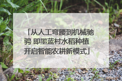 从人工弯腰到机械驰骋 即墨蓝村水稻种植开启智能农耕新模式