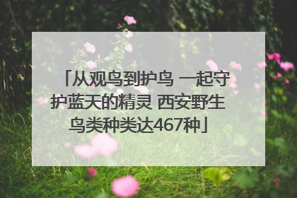 从观鸟到护鸟 一起守护蓝天的精灵 西安野生鸟类种类达467种