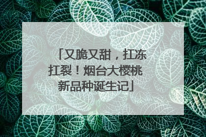 又脆又甜，扛冻扛裂！烟台大樱桃新品种诞生记