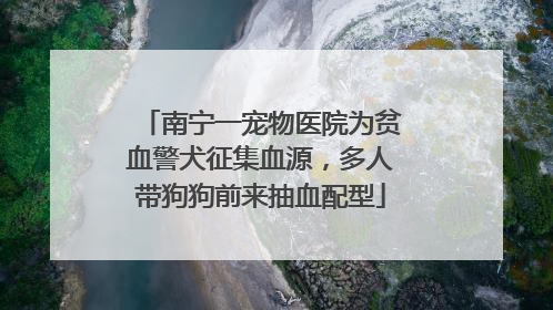 南宁一宠物医院为贫血警犬征集血源，多人带狗狗前来抽血配型