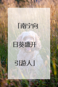 南宁向日葵盛开引游人