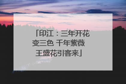 印江：三年开花变三色 千年紫薇王盛花引客来