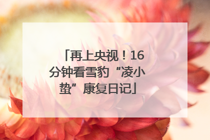 再上央视！16分钟看雪豹“凌小蛰”康复日记