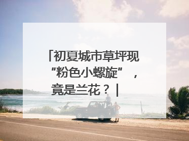 初夏城市草坪现“粉色小螺旋”，竟是兰花？ | 小叶子沪花记