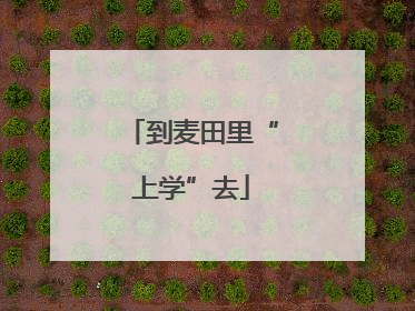 到麦田里“上学”去