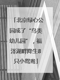 北京绿心公园成了“鸟类幼儿园”，福泽湖畔降生8只小鸳鸯