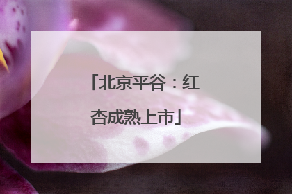 北京平谷：红杏成熟上市