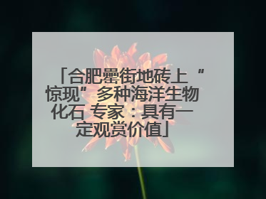 合肥罍街地砖上“惊现”多种海洋生物化石 专家：具有一定观赏价值