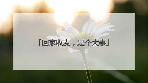 回家收麦，是个大事
