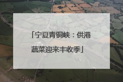 宁夏青铜峡：供港蔬菜迎来丰收季