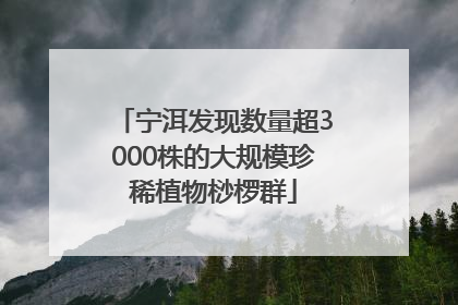 宁洱发现数量超3000株的大规模珍稀植物桫椤群