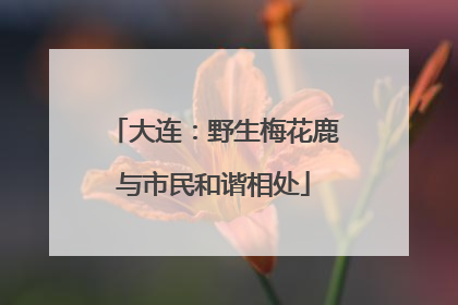 大连：野生梅花鹿与市民和谐相处