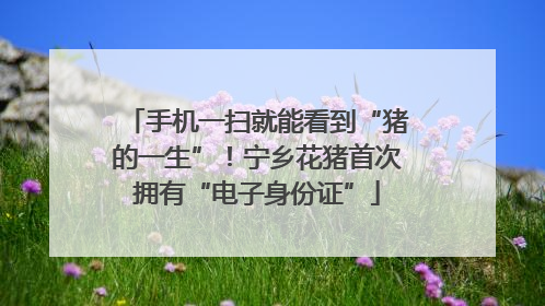 手机一扫就能看到“猪的一生”！宁乡花猪首次拥有“电子身份证”