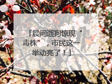 晨间遛狗惊现“毒株”，市民这一举动亮了！