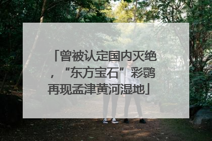 曾被认定国内灭绝，“东方宝石”彩鹮再现孟津黄河湿地