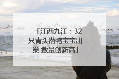 江西九江：32只青头潜鸭宝宝出巢 数量创新高