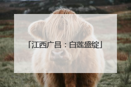 江西广昌：白莲盛绽