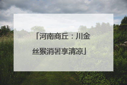 河南商丘：川金丝猴消暑享清凉