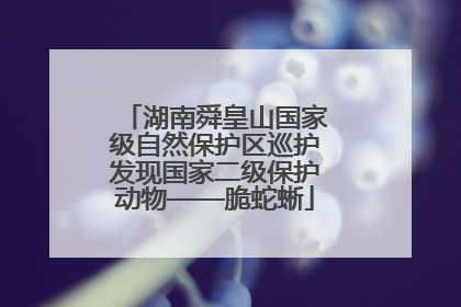 湖南舜皇山国家级自然保护区巡护发现国家二级保护动物——脆蛇蜥