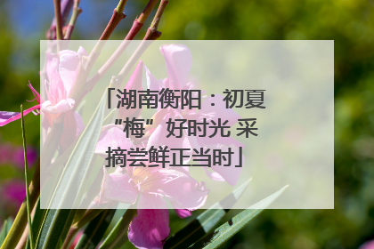 湖南衡阳：初夏“梅”好时光 采摘尝鲜正当时