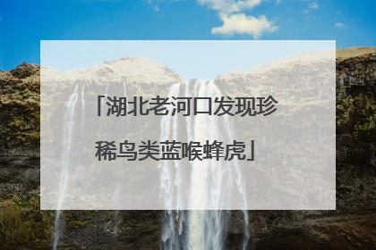 湖北老河口发现珍稀鸟类蓝喉蜂虎