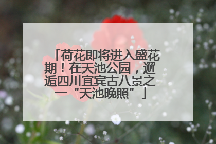荷花即将进入盛花期！在天池公园，邂逅四川宜宾古八景之一“天池晚照”