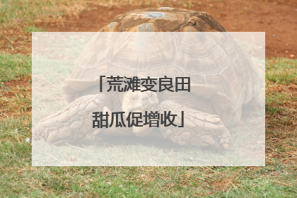 荒滩变良田 甜瓜促增收