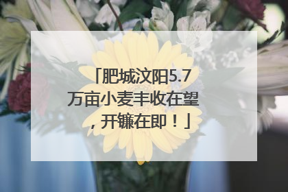 肥城汶阳5.7万亩小麦丰收在望，开镰在即！