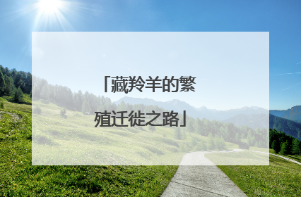 藏羚羊的繁殖迁徙之路