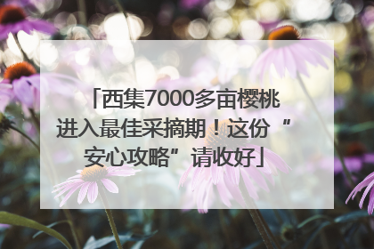 西集7000多亩樱桃进入最佳采摘期！这份“安心攻略”请收好