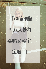 超萌预警！八大处绿头鸭又添宝宝啦~