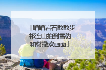 蹭蹭岩石散散步 祁连山拍到雪豹和豺撒欢画面
