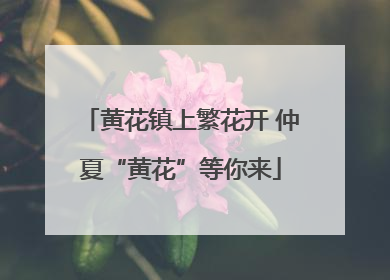黄花镇上繁花开 仲夏“黄花”等你来